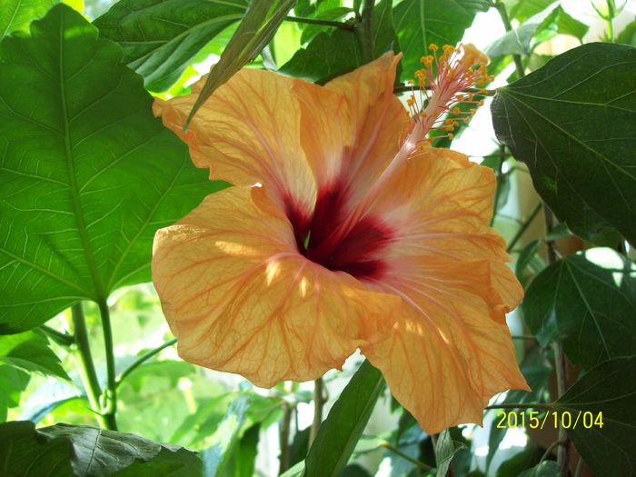 103_5322 - Hibiscusi 2015