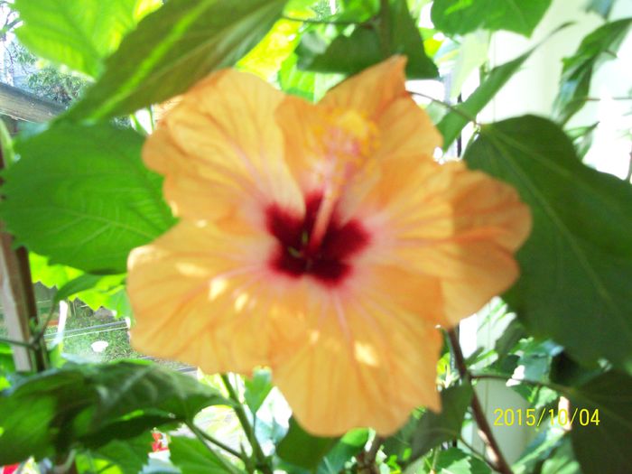 103_5323 - Hibiscusi 2015