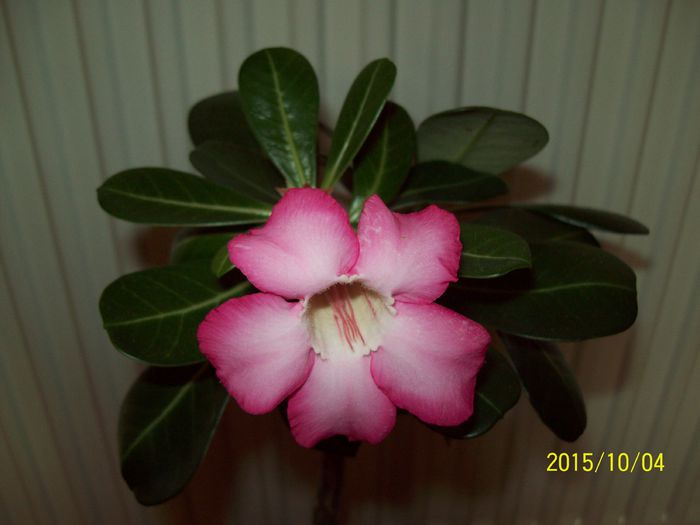 Prima floricica in 2015 - Adenium