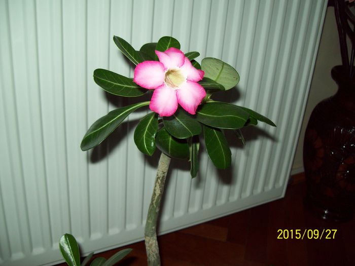 103_5288 - Adenium