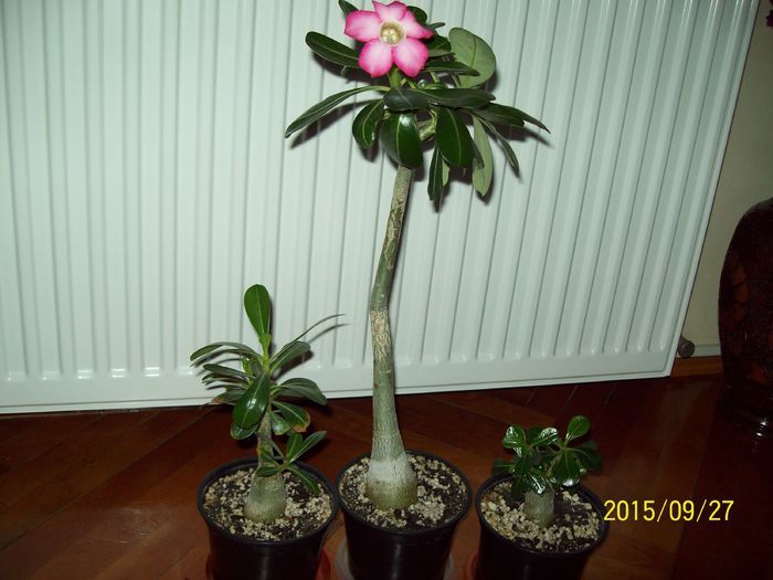 am mai crescut putin - Adenium