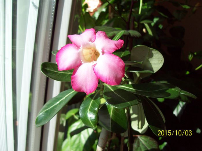 103_5303 - Adenium