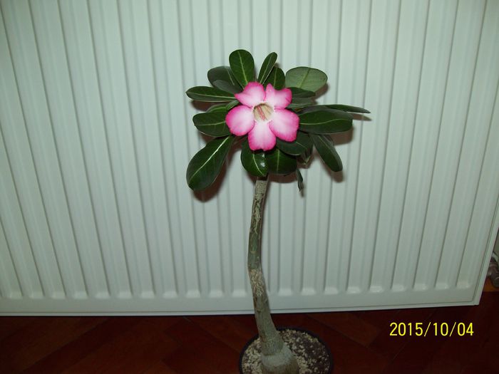 103_5325 - Adenium