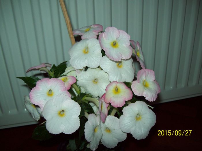 103_5285 - Achimenes 2015