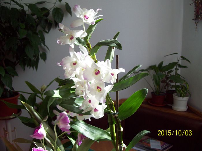 103_5312 - Dendrobium si miltonia