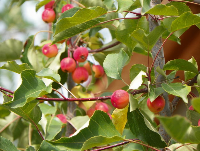 malus Rudolph - Copacei si arbusti 2015
