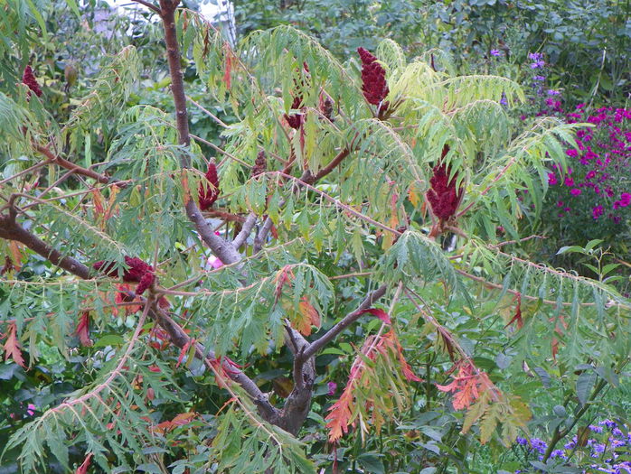 rhus typhina - Copacei si arbusti 2015