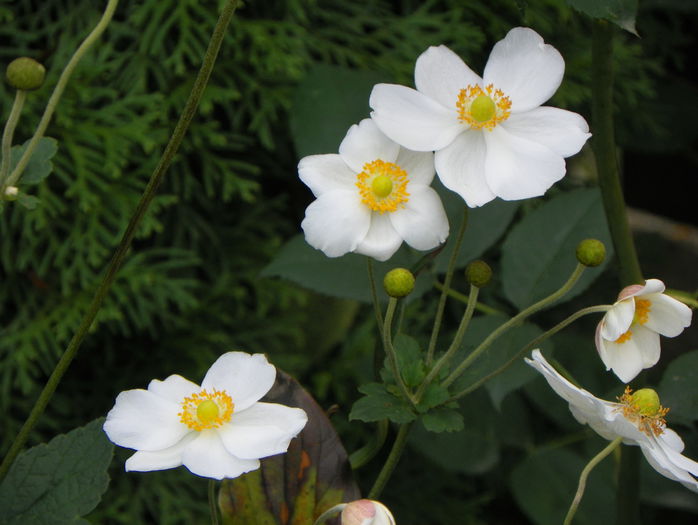 anemone jap. Honorine Jobert