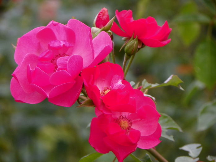 Angela - Trandafiri 2015 - 4