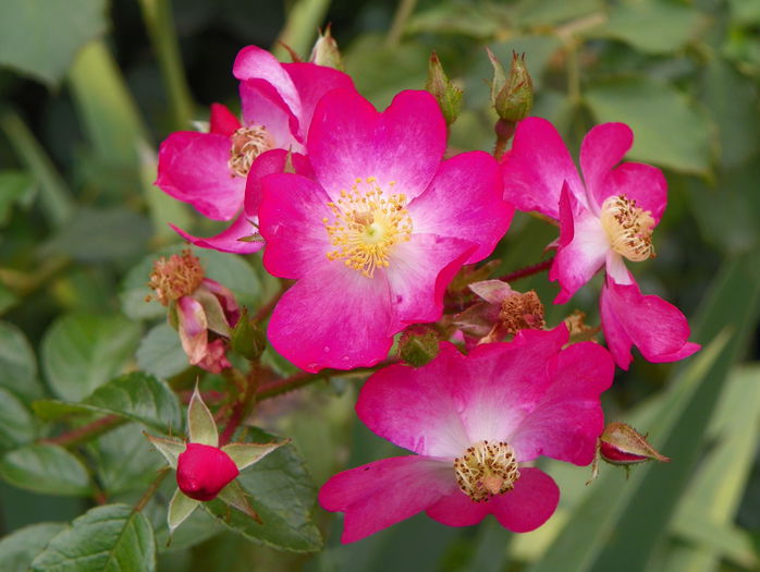 Juanita - Trandafiri 2015 - 4