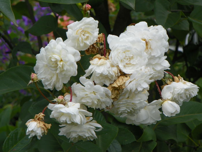 Irene of Denmark - Trandafiri 2015 - 4