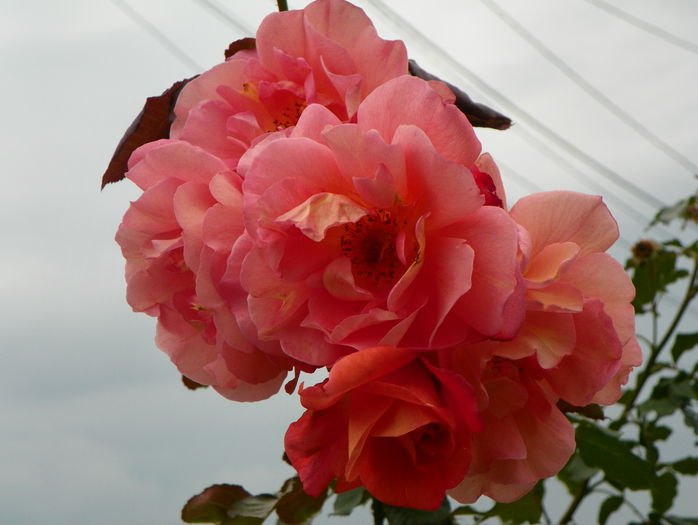 Westerland