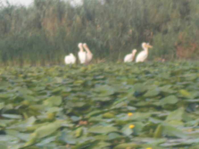 DSCN3069[1]; delta 2015
