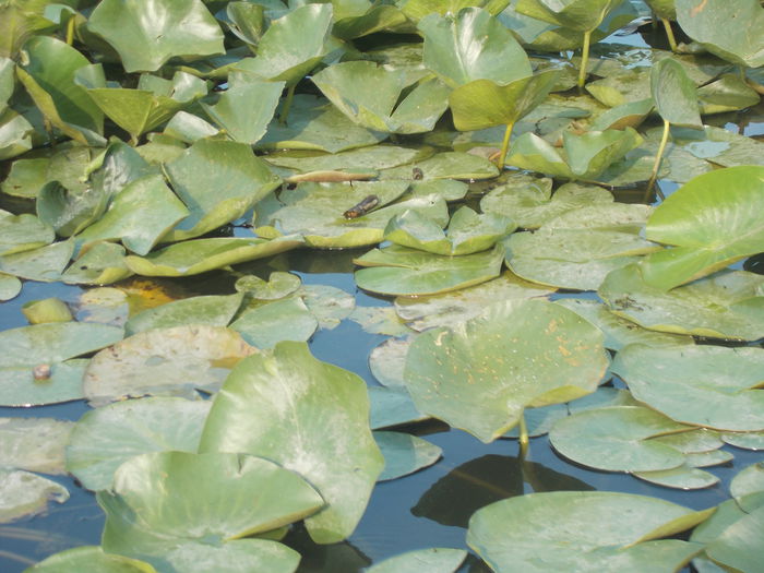 DSCN3046[1]; delta 2015
