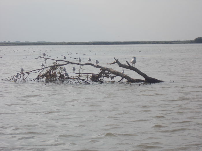 DSCN3041[1]; delta 2015
