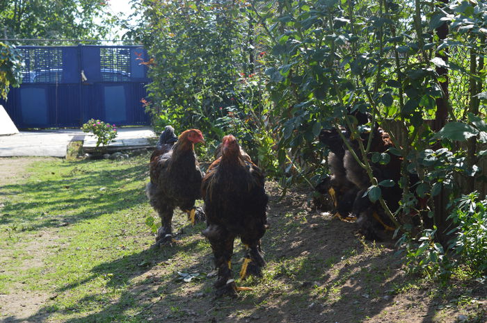 DSC_0011 - Pui Brahma 2015