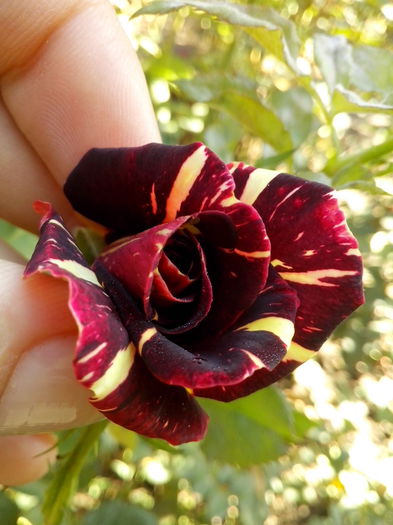 IMG_20151005_102749 - 0 TRANDAFIRI DIMOV 2015