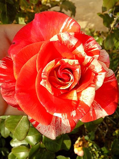 IMG_20151005_182243 - 0 TRANDAFIRI DIMOV 2015