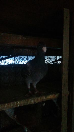 IMAG0294 - Femele