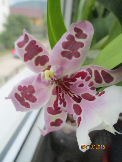 beallara peggy ruth carpenter morning joy 1 2015.10.05 3 - beallara 2015