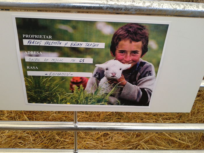 Fotografie0210 - 9--- expozitie agricola arad 12 09 2015