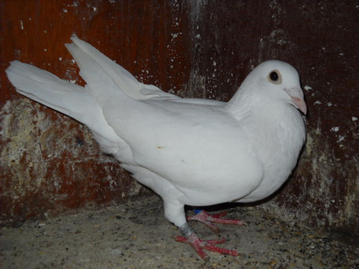 Picture 3732 - 1 ABC PUI VOIAJORI octombrie 2015