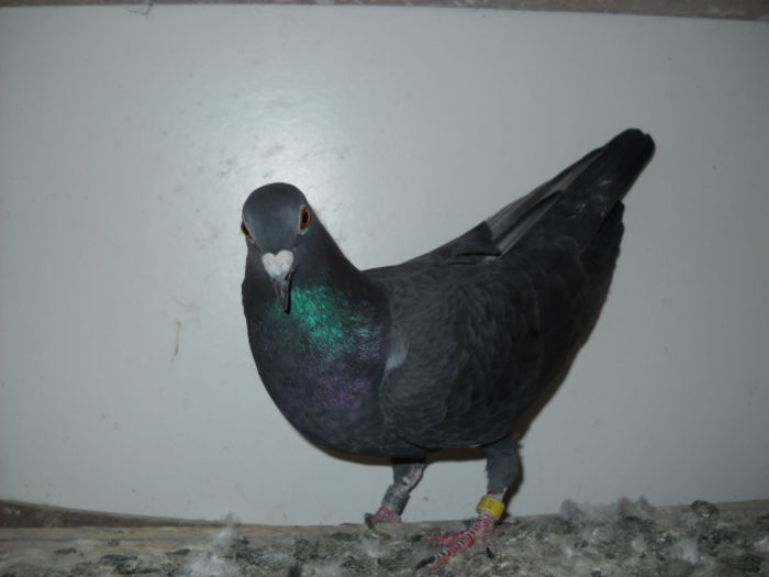 Picture 3768 - 1 ABC PUI VOIAJORI octombrie 2015