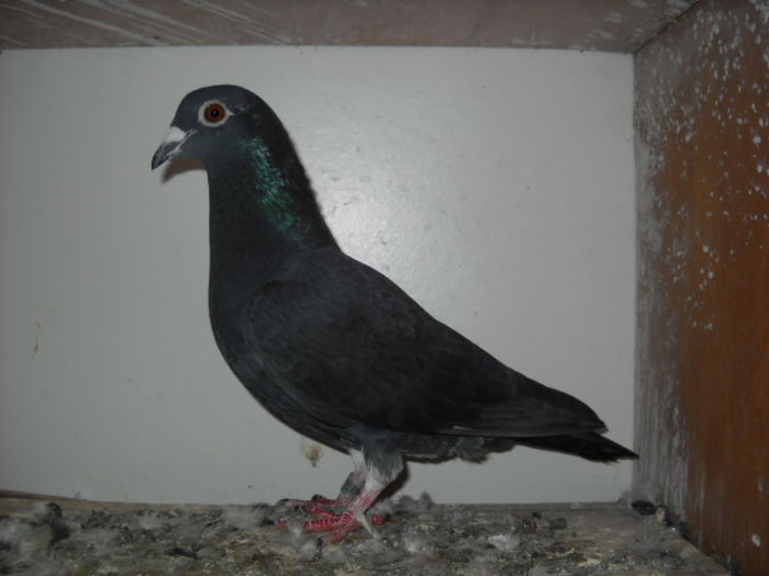 Picture 3773 - 1 ABC PUI VOIAJORI octombrie 2015