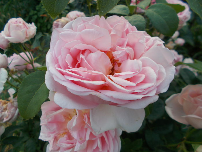 DSCN5471 - Dames de Chenonceau