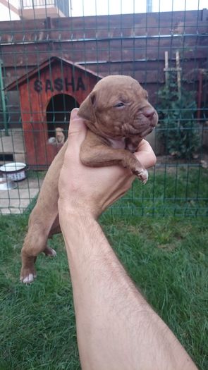 DSC_4412_fata3 - Monta pitbull