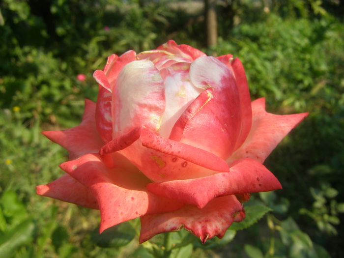 P8270493 - Trandafirul - regele gradinii