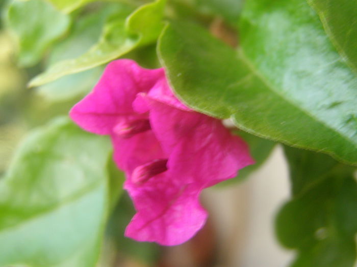 P8130331 - My fair lady - Bougainvillea