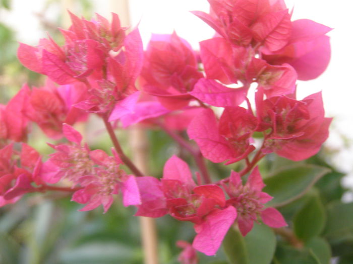 P8130332 - My fair lady - Bougainvillea