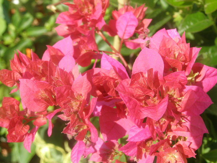 P8150357 - My fair lady - Bougainvillea