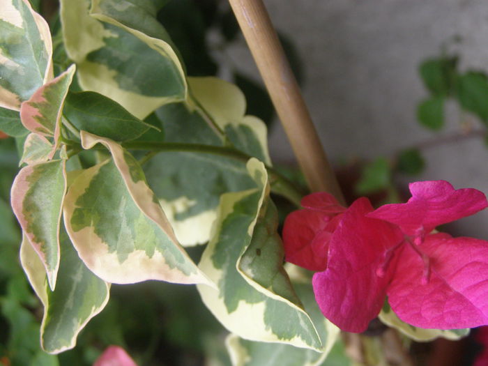 P9200770 - My fair lady - Bougainvillea