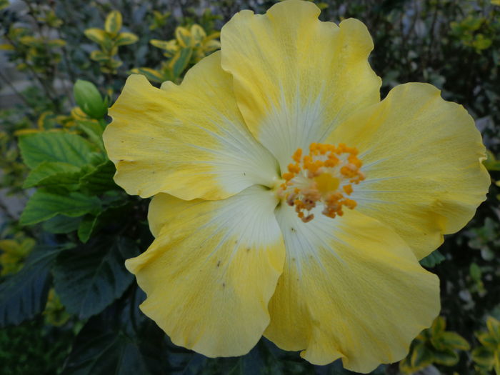 DSC00908