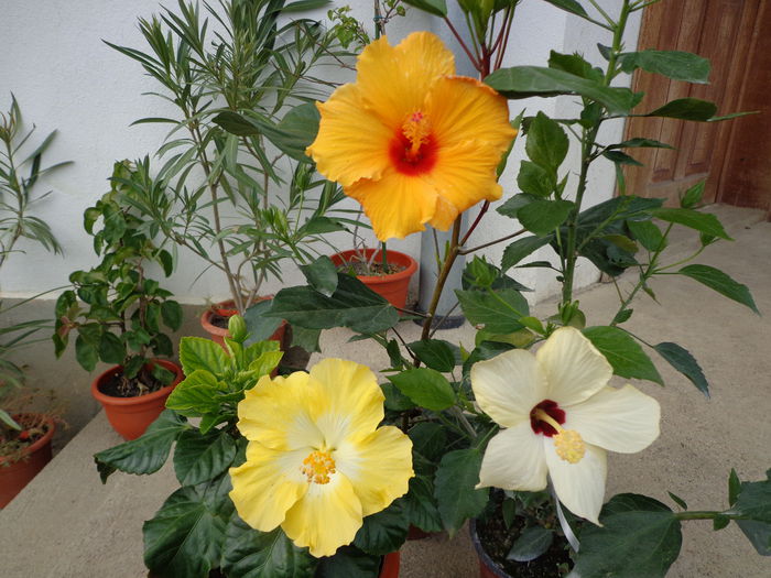DSC00912