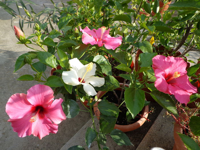 DSC01016