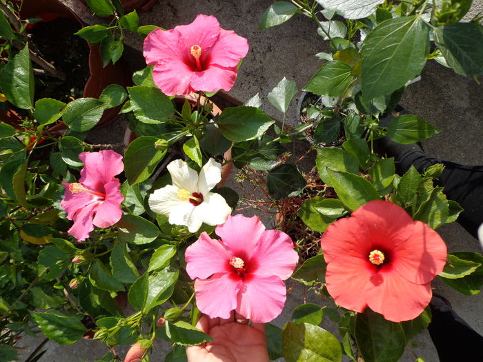DSC01017