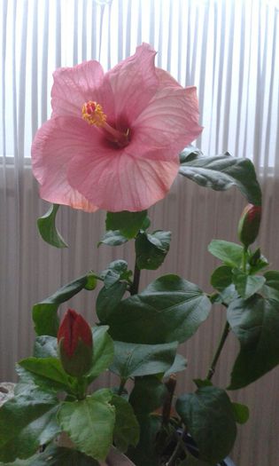 IMG-20151006-WA0014 - HIBISCUS VENETIE