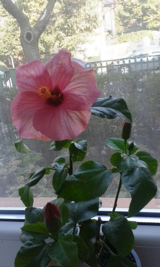 IMG-20151006-WA0008 - HIBISCUS VENETIE