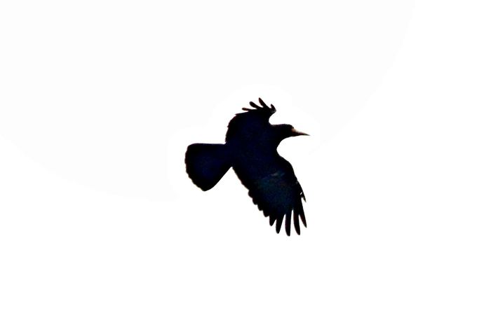 DSC00700 - Diverse animale si pasari