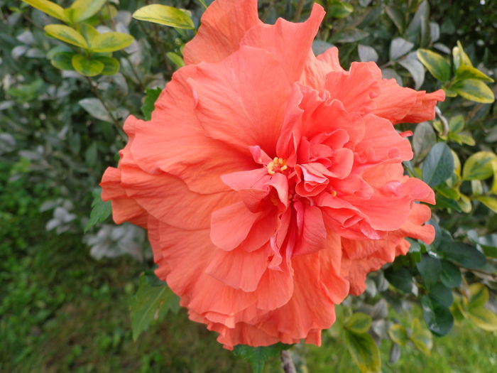 DSC00940 - HIBISCUS HOLLY S PRIDE