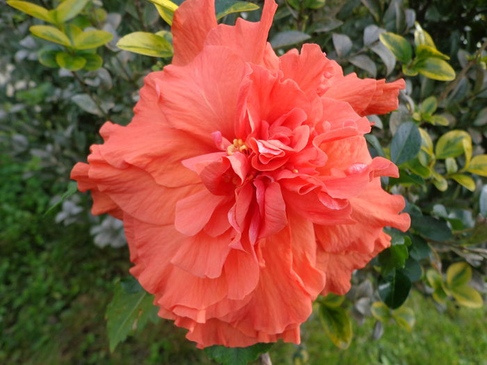 DSC00944 - HIBISCUS HOLLY S PRIDE