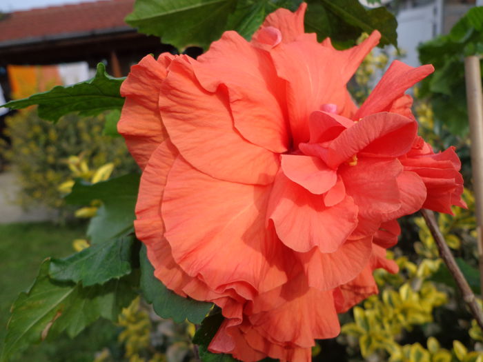 DSC00952 - HIBISCUS HOLLY S PRIDE