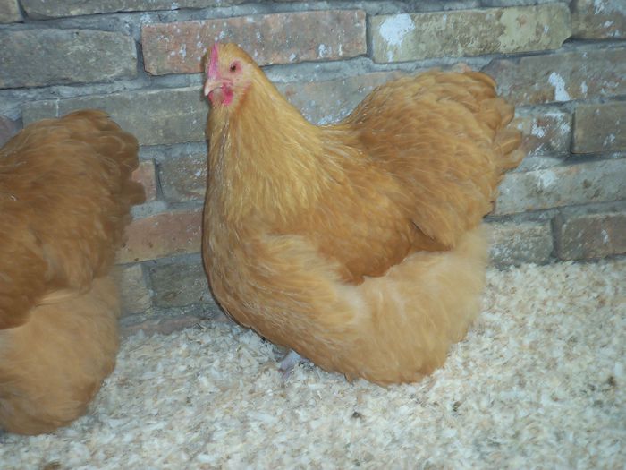 100_4983 - Tineret 2015