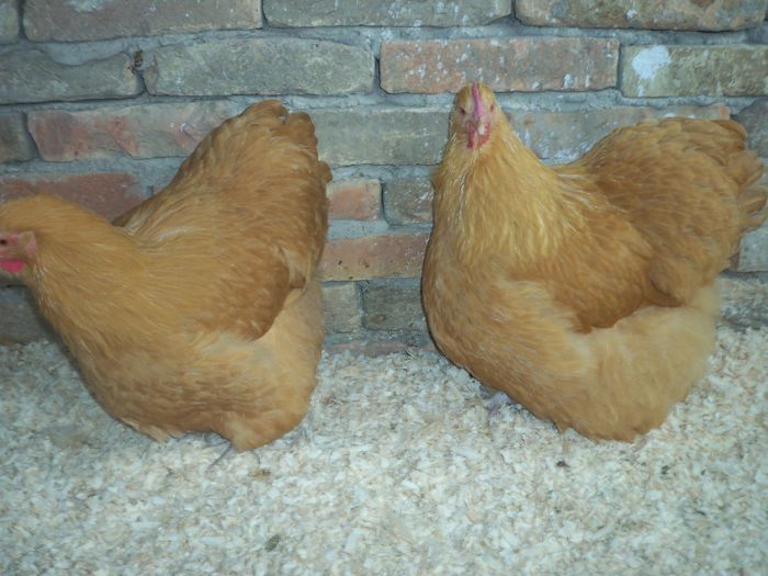 100_4984 - Tineret 2015