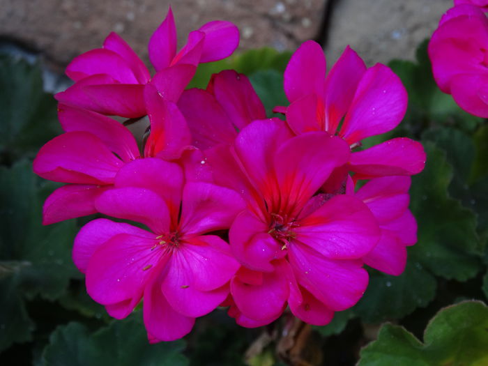 DSC04170 - Plante in ghiveci 2