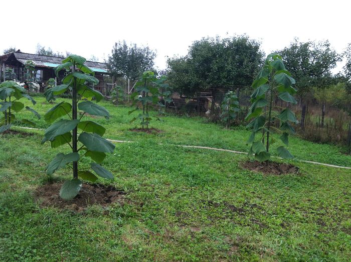 IMG_3809; Paulownia octombrie 2015
