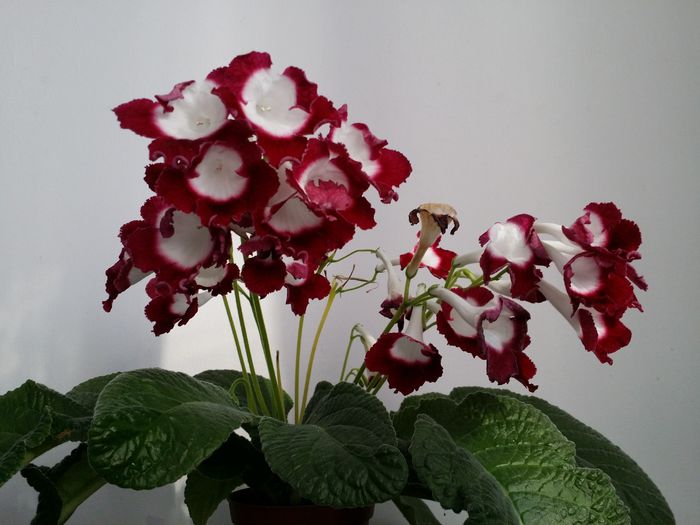 20151006_162424 - Plante in ghiveci 2